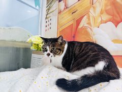 -爱洗澡的猫(望京店)