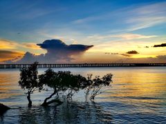 -宝安西湾红树林湿地公园