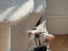 -创凡宠物医院·骨专科  猫科中心(西乡分院)
