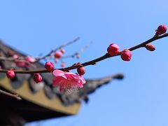 -杭州植物园