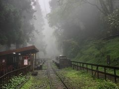 -阿里山神木遗迹