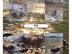 -广州动物园