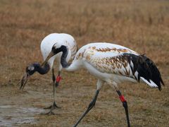 -盐城丹顶鹤湿地生态旅游区