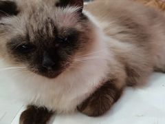 -猫亿天猫咖