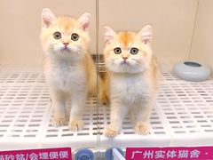 -lincat·猫舍(广州店)
