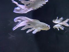 -重庆欢乐海底世界