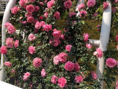-深圳仙湖植物园