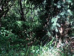 -北仑森林植物园