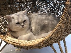 -飞行喵MR PILOT|猫舍·猫咖(静安大融城店)