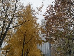 -重庆市江北嘴中央商务区中央公园