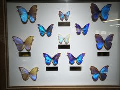 -上海昆虫博物馆