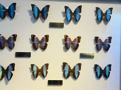 -上海昆虫博物馆