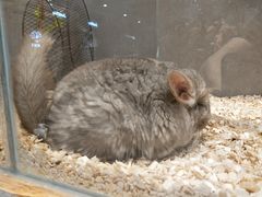 -狗道宠物(常熟印象城店)