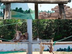 -西霞口神雕山野生动物世界