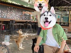 -柴犬高等学院·狗咖·柴犬售卖·宠物训练