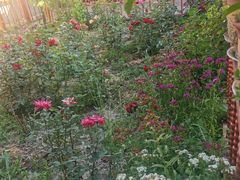 -马白开来特色羊排揪片子  (总店)