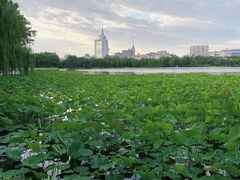 -莲花池公园