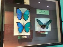 -上海昆虫博物馆