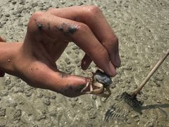 -红树林天天赶海