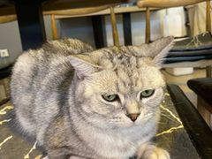 -平行世界·猫咖(首经贸店)