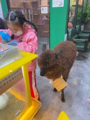 点击看大图 -神奇动物撸宠馆·羊驼·小浣熊·异宠(豫园店)