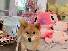 -柴迷FANS CLUB·柴犬狗咖·猫咖