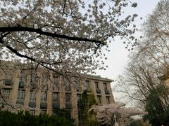 -武汉大学-樱园