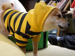 -逗柴咖啡屋·狗咖猫咖宠物桌游