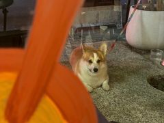 -肥朵食堂(带梦胡同店)