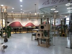 大堂-喵园·猫主题咖啡厅·撸猫·猫咖(国贸店)