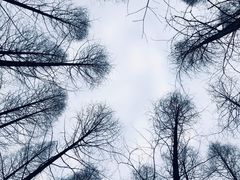 -东平国家森林公园