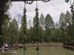 -黄海国家森林公园