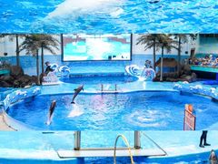 -海合安成都极地海洋公园