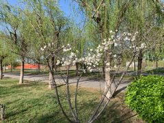 -武清南湖绿博园