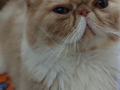 -滚猫咖啡·猫咖·猫友好撸猫(未来城店)