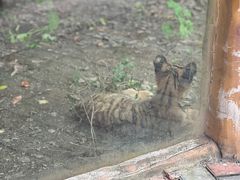 -常州淹城野生动物世界