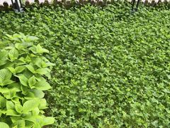 -蘇河湾·新鲁菜·泰山宴(泰山店)