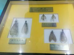 -上海昆虫博物馆