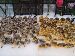 -川骄海鲜自助(河东店)