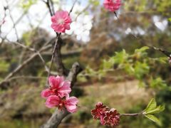 -南国桃园旅游度假区