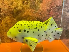 -上海海洋水族馆