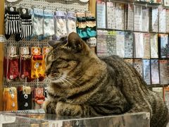 -猫的天空之城概念书店(杭州南宋御街店)