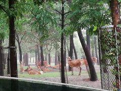 -秦皇岛野生动物园