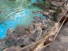 -海合安成都极地海洋公园