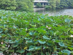 -荔湾湖公园