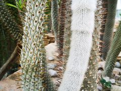 -北京植物园-展览温室
