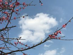 -新建村梅花