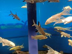 -沙沙哗啦海洋馆(华宇百花谷店)