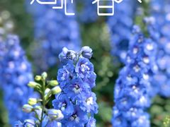 -上海滨江森林公园