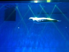 -芜湖新华联大白鲸海洋公园